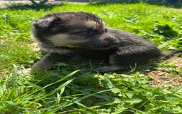 German Shepherd dogs for sale: German shepherd puppies  - Image 30