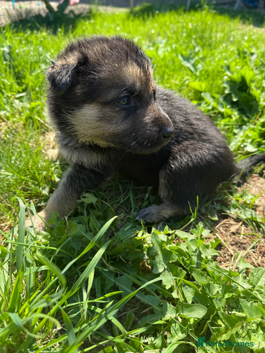 German Shepherd dogs for sale: German shepherd puppies  - Image 30