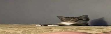 Tabby female