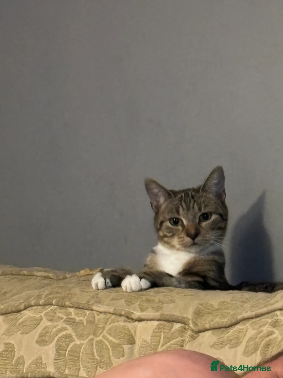Mixed Breed cats for sale: 2 cats male and female  - Advert 4