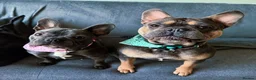 French Bulldog dogs for sale: Beautiful French Bulldog Puppies Available in Leicester - Advert 12