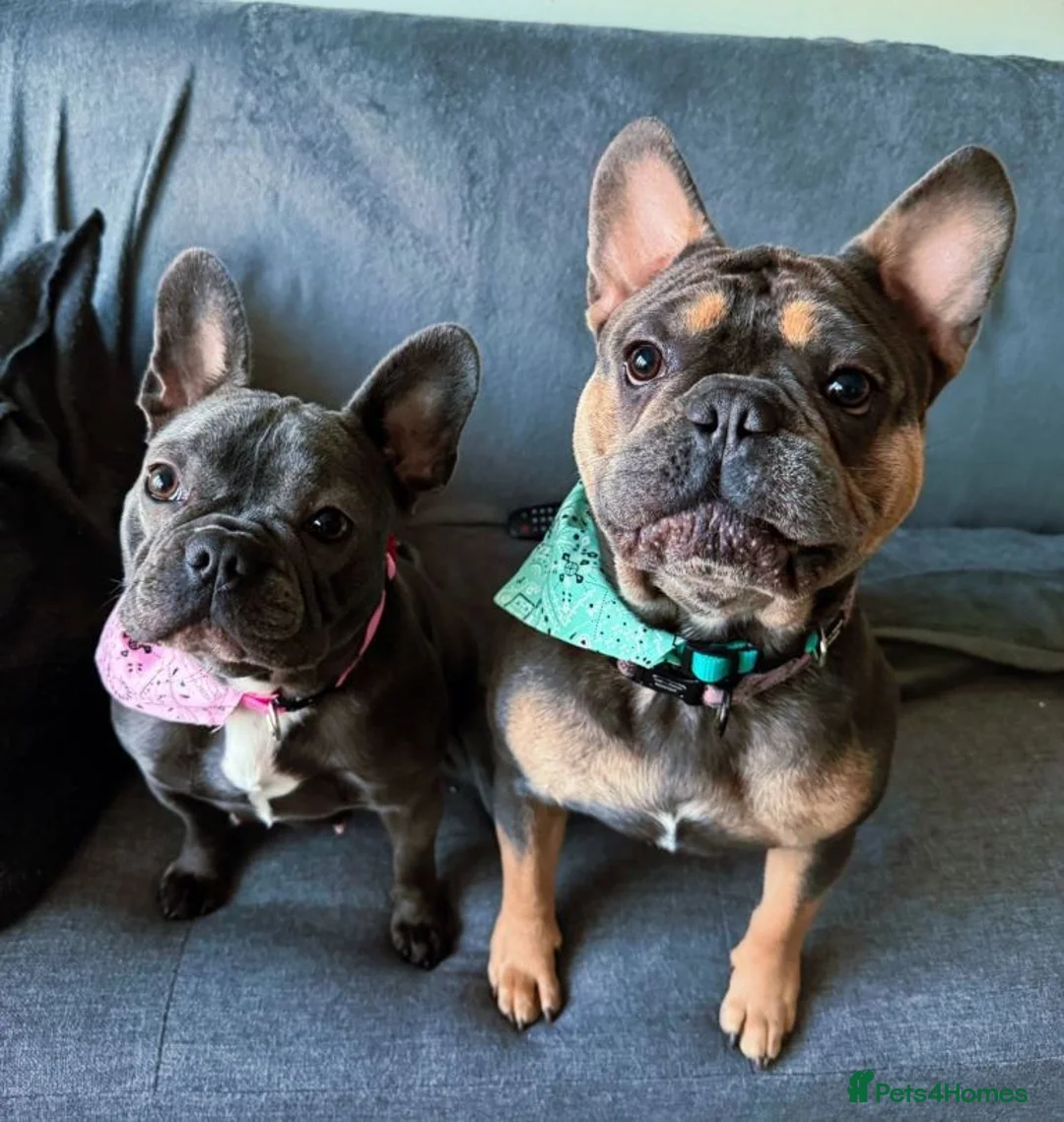 French Bulldog dogs for sale: Beautiful French Bulldog Puppies Available in Leicester - Advert 12