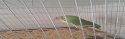 Parrots birds for sale: Pair of Red lored amazon for sale in Peterborough - Advert 3