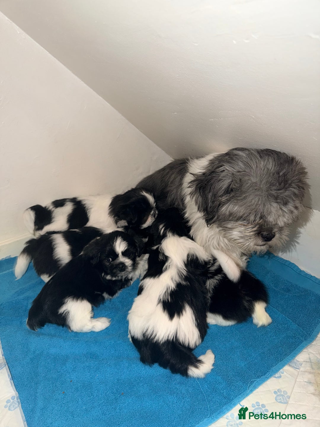 Shih Tzu dogs for sale: ✨ puppies Shih Tzu ✨  - Image 13
