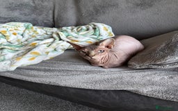 Sphynx cats for sale: Two Sphynx cats looking for forever home  - Image 4