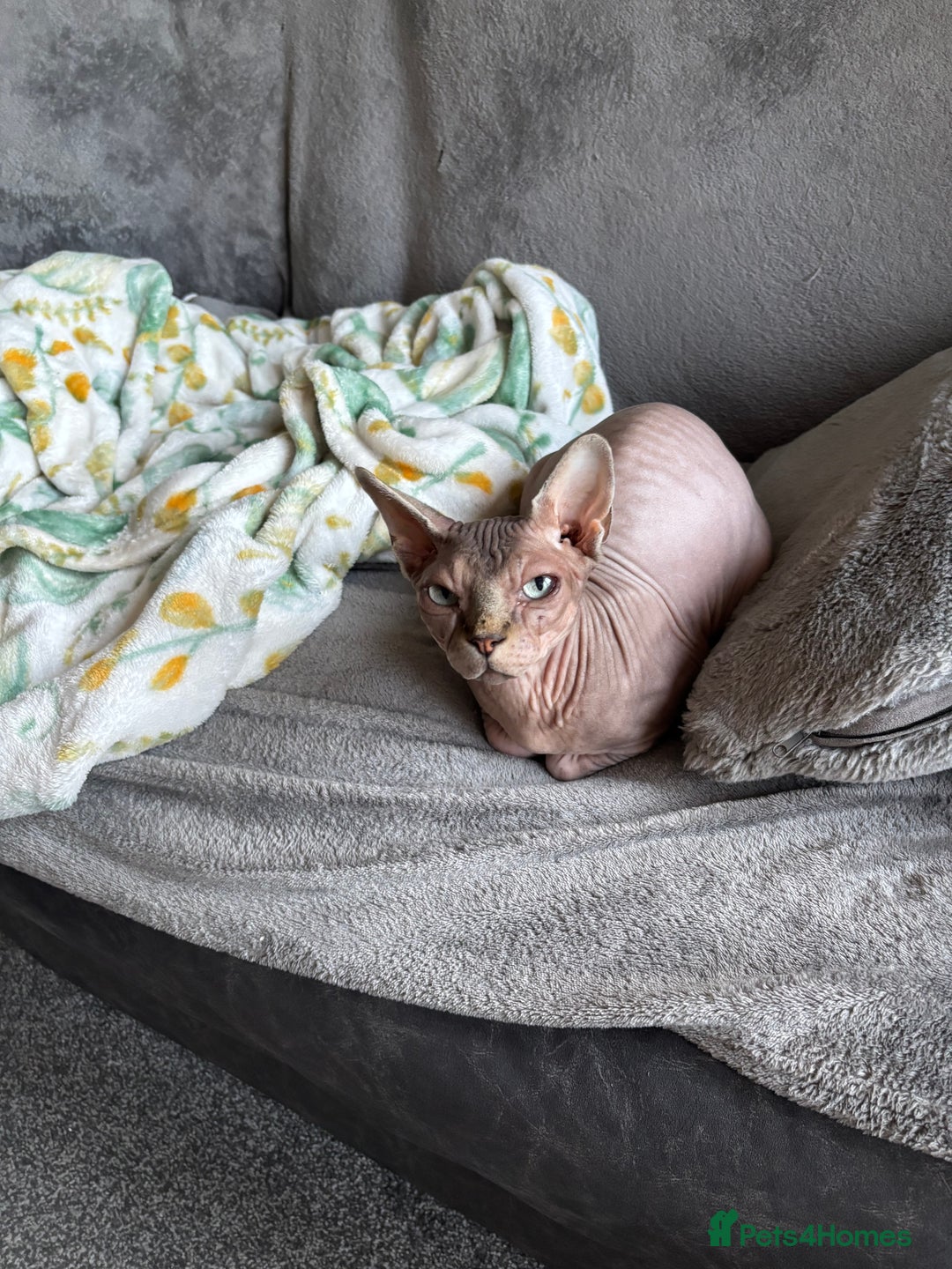 Sphynx cats for sale: Two Sphynx cats looking for forever home  - Image 4