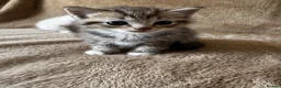 Scottish Fold cats for sale: ✨Adorable Scottish Fold Kittens 🐾 - Advert 9