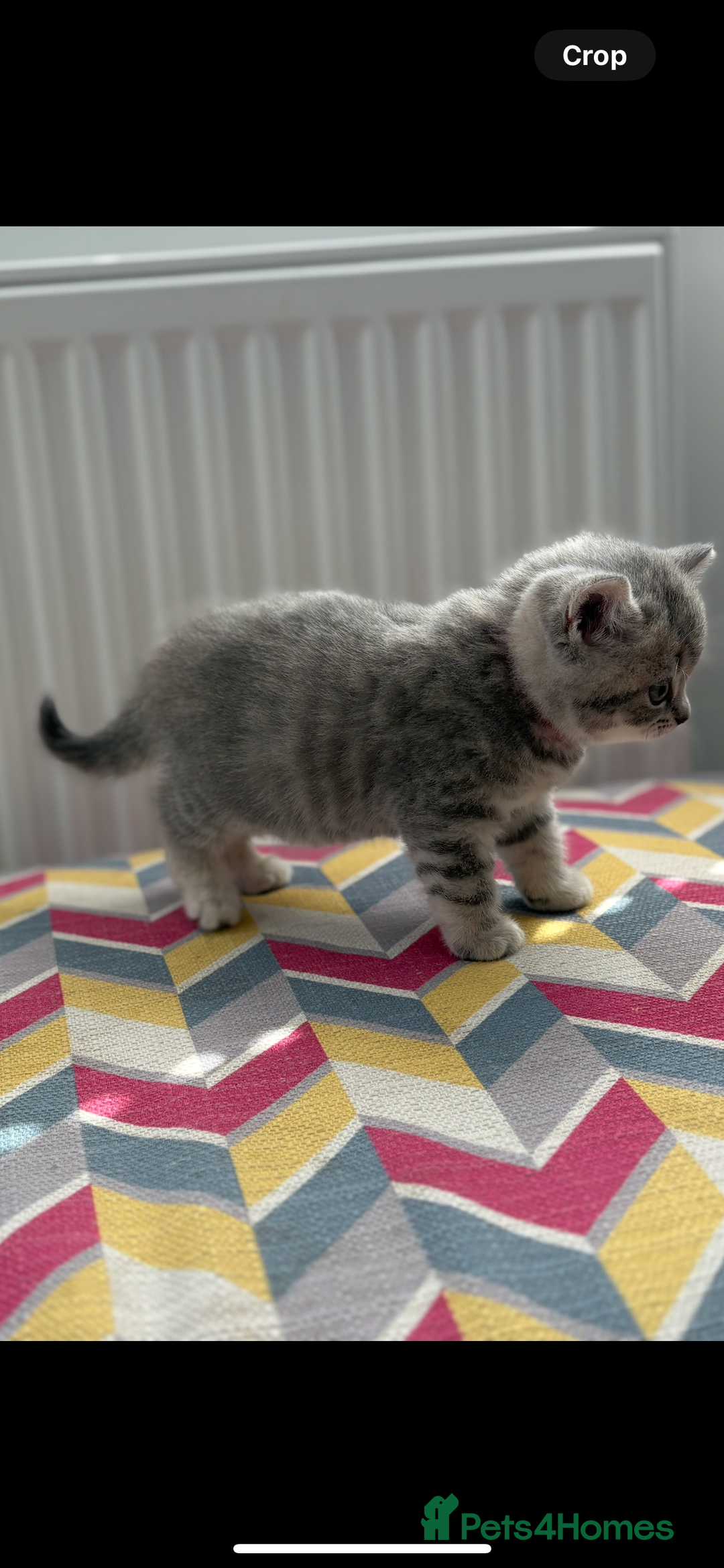 British Shorthair cats for sale: Champion British short hair chunky kittens*unique* - Image 4