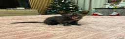 Mixed Breed cats for sale: 5 lovely kittens for sale - Advert 23