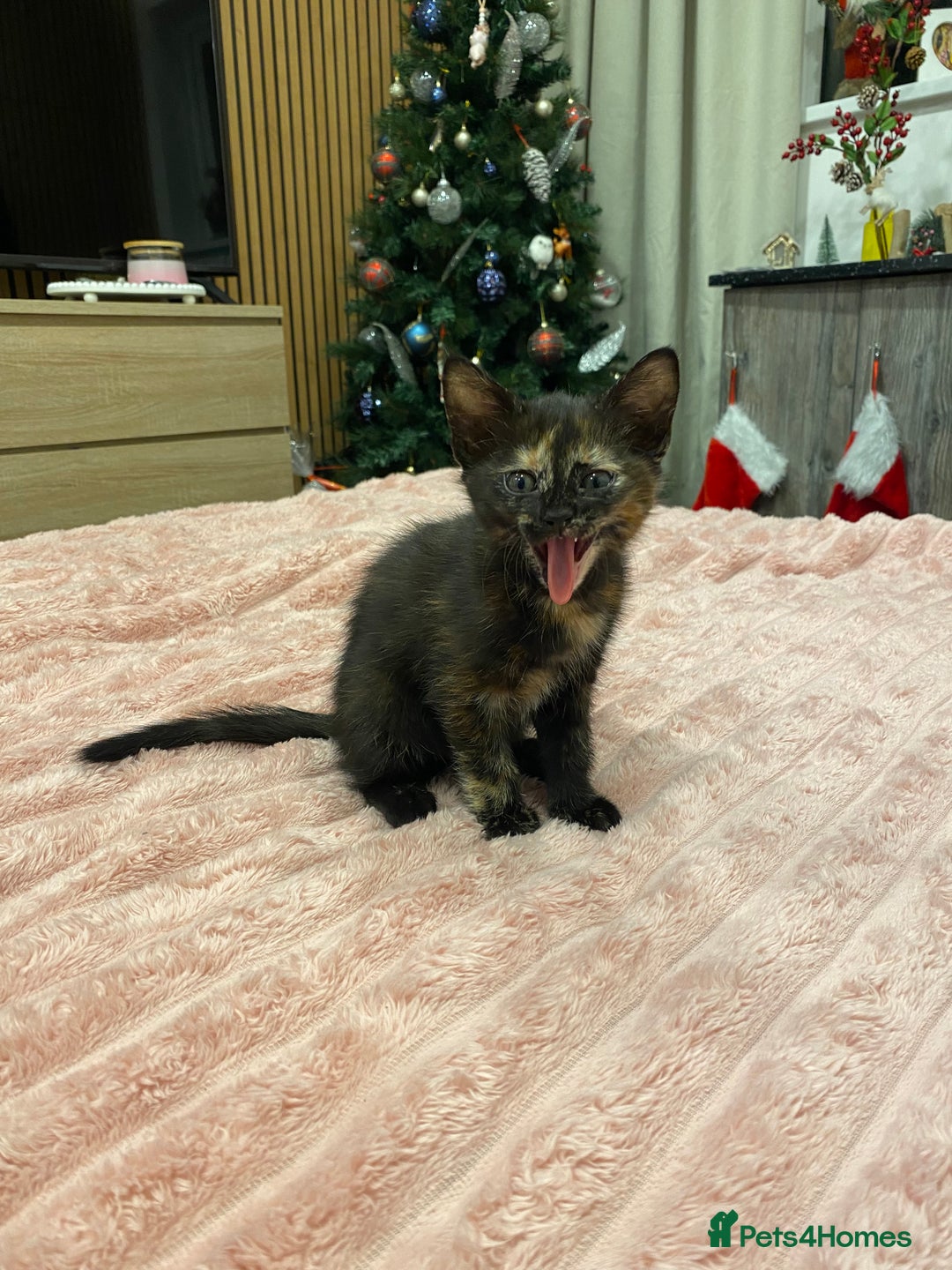 Mixed Breed cats for sale: 5 lovely kittens for sale - Advert 23