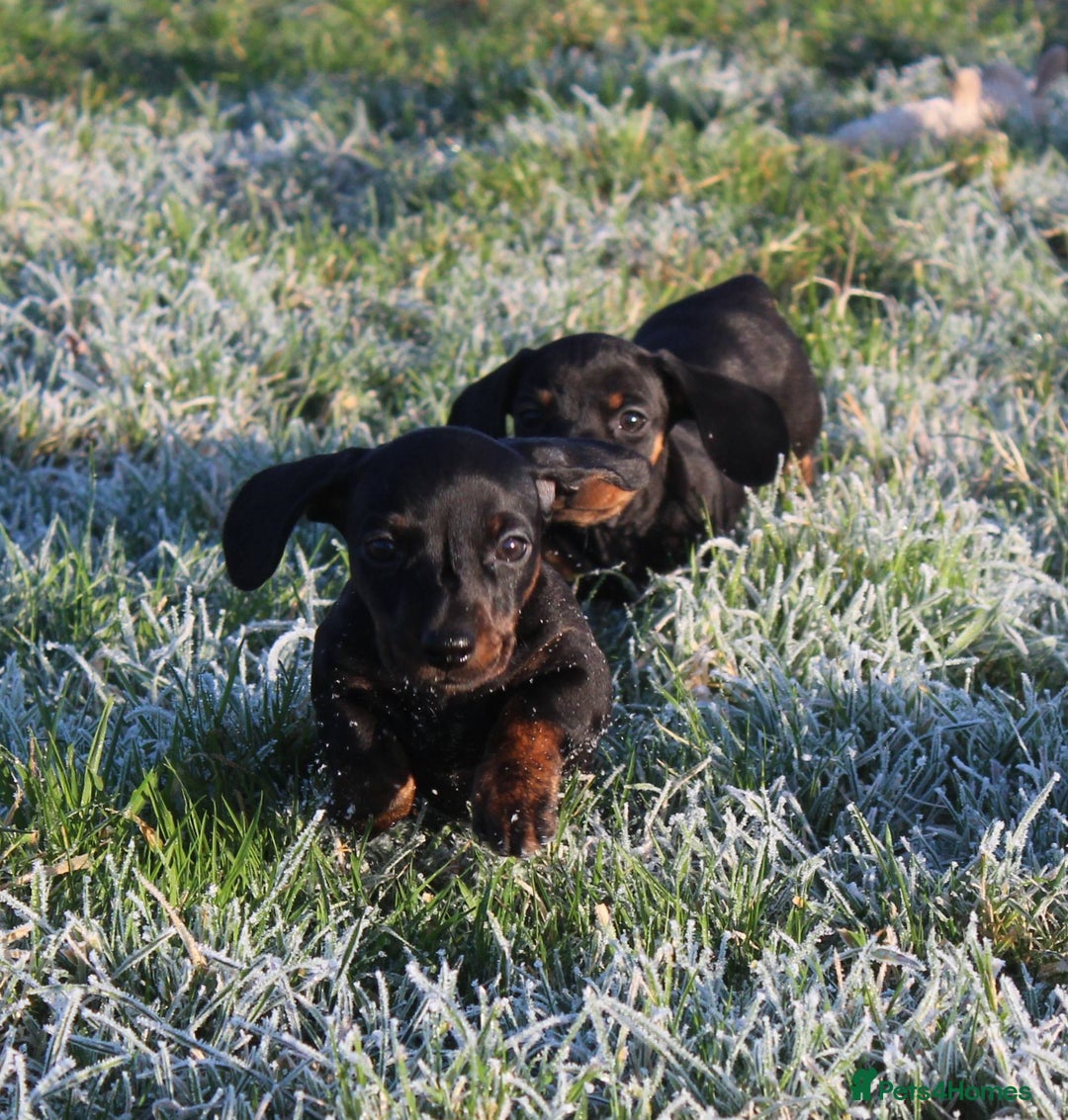 Miniature Dachshund dogs for sale: Stunning Miniature Dachshund Puppies - Advert 32
