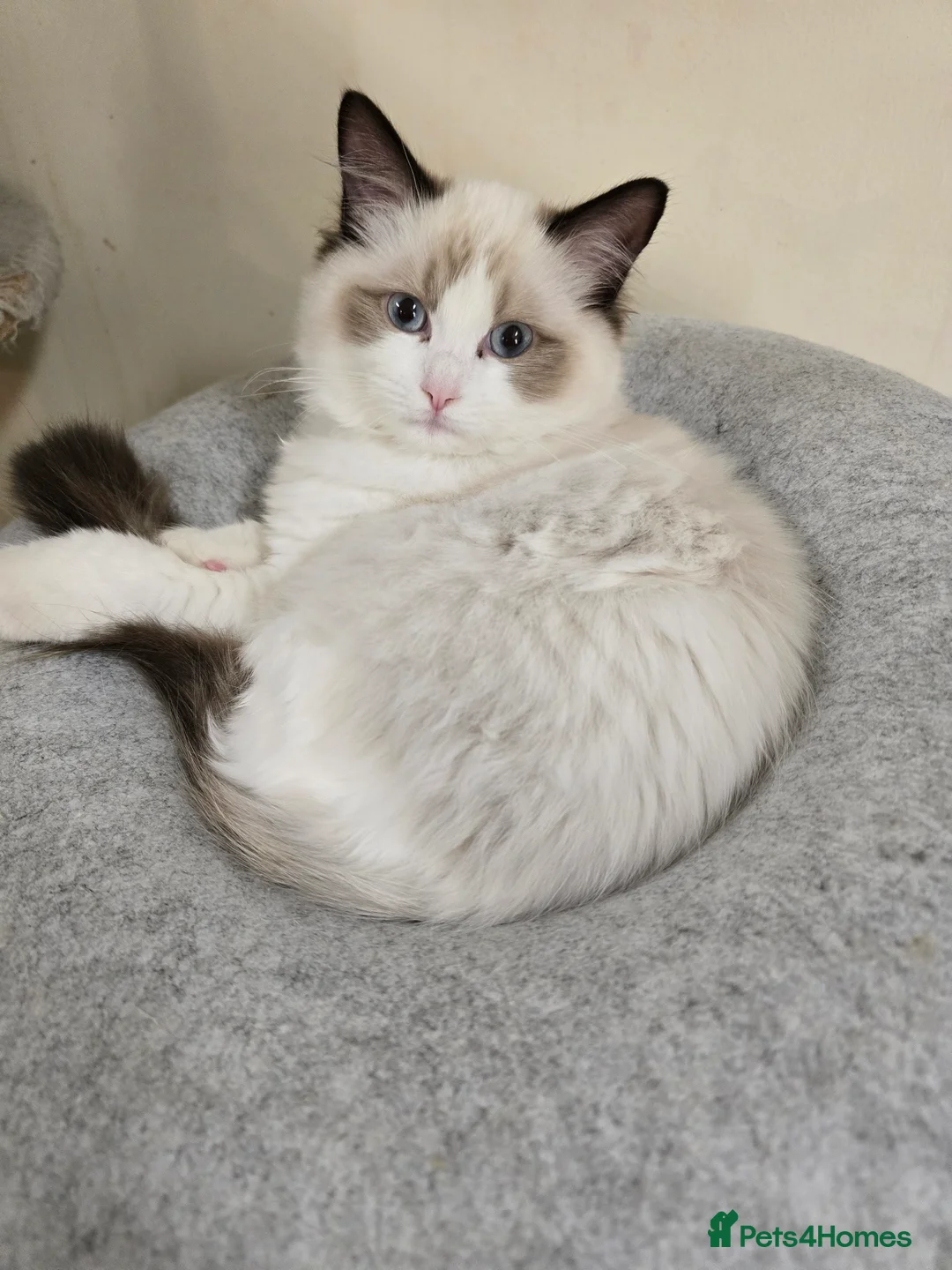 Ragdoll cats for sale: Last Gccf registered girl available  - Advert 9