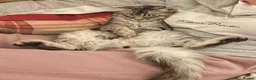 Maine Coon cats for sale: Beautiful Maine Coon X kittens  CUTIES!  - Advert 15