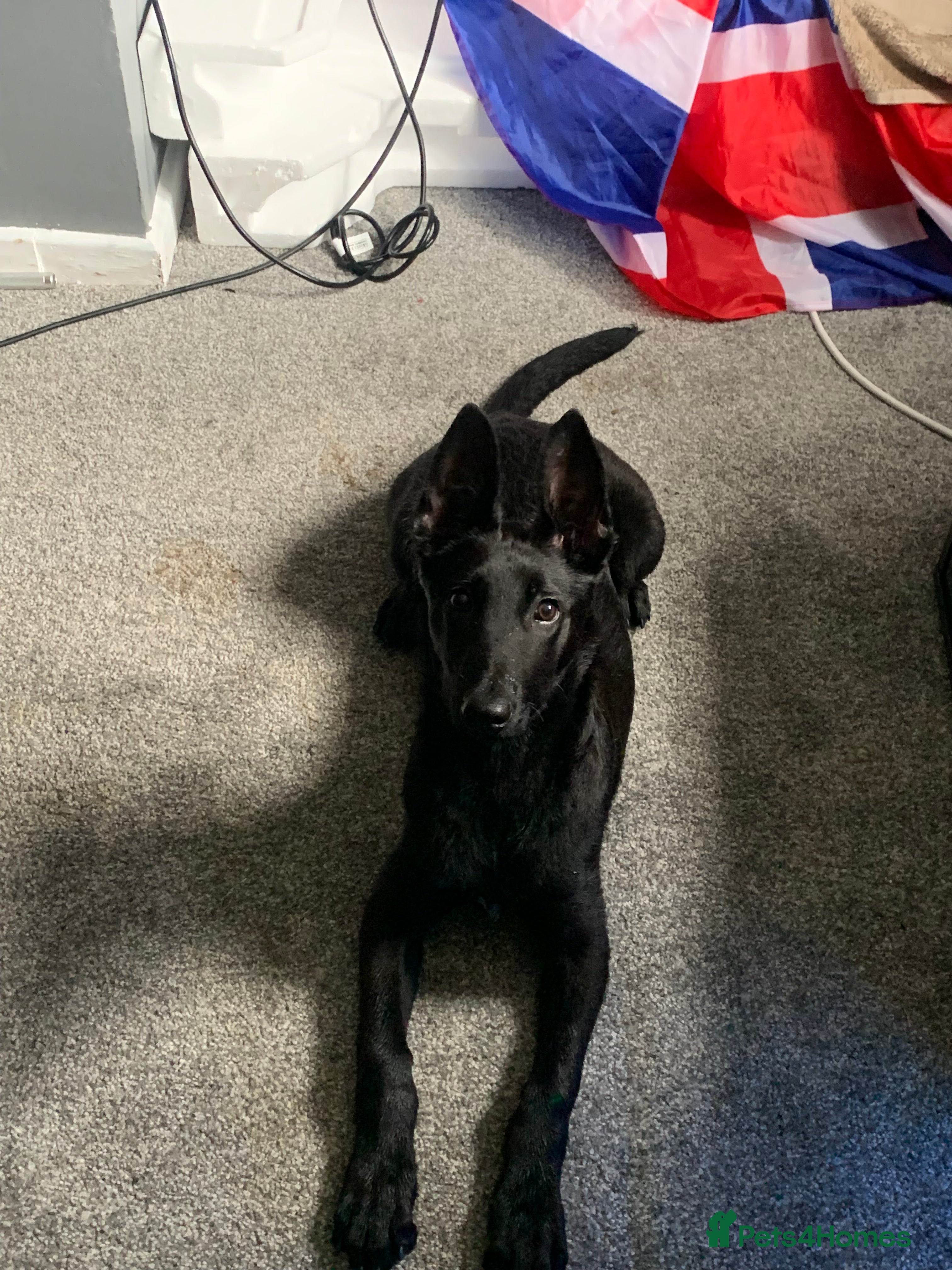 Belgian Shepherd Dog dogs Belgian malinois puppies - Advert 4