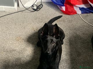 Belgian Shepherd Dog dogs Belgian malinois puppies - Advert 9