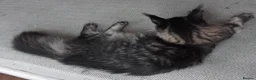 Maine Coon cats for sale: Maine coon black tabby, big size, registred - Advert 10