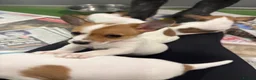 Jack Russell dogs for sale: Jack Russel pups in Congleton - Advert 5