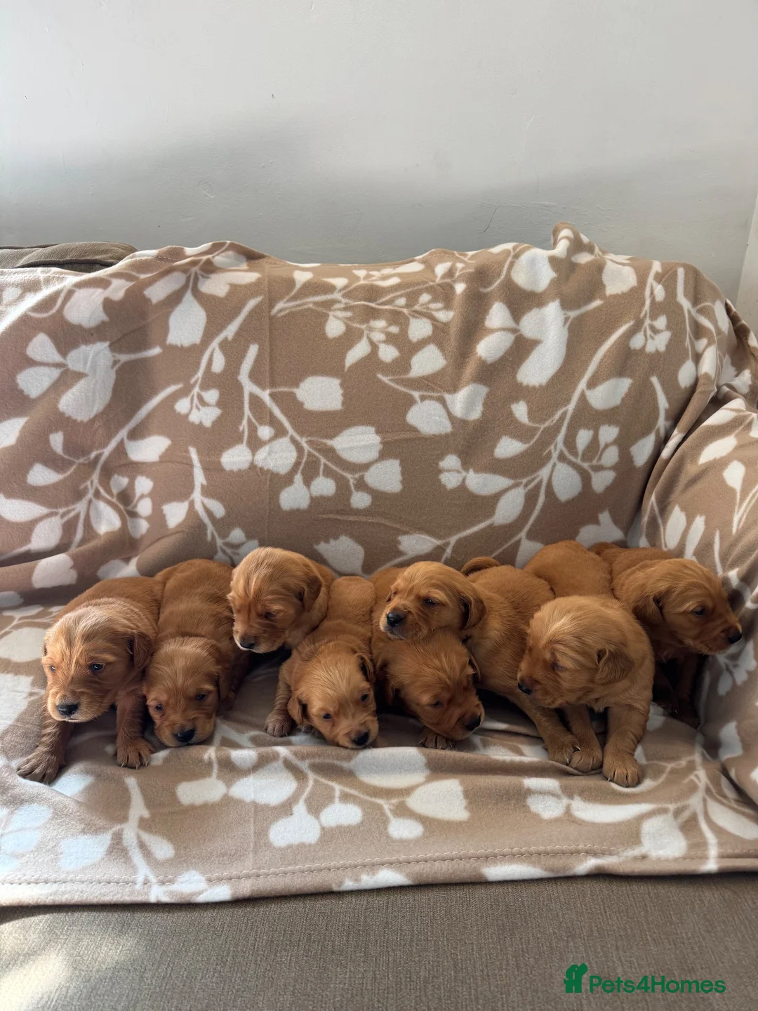 Golden Retriever dogs for sale: FOX RED KC  GOLDEN RETRIEVERS HEATH TESTED  - Advert 10