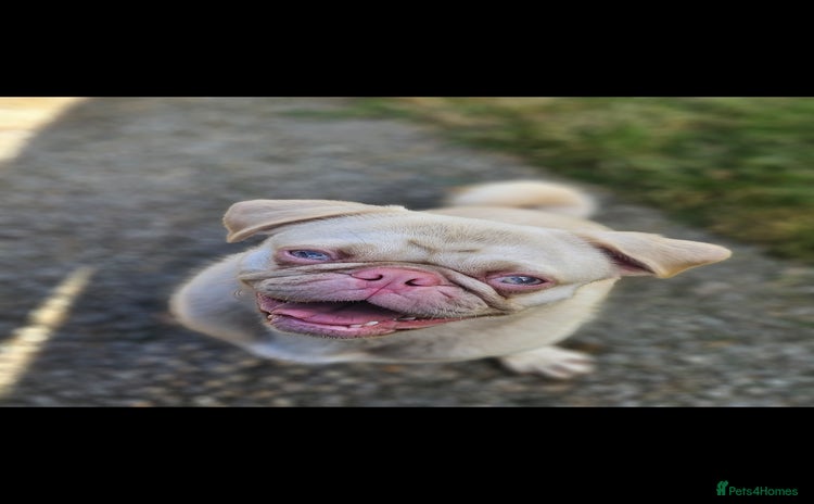 Pug dogs - Advert 13