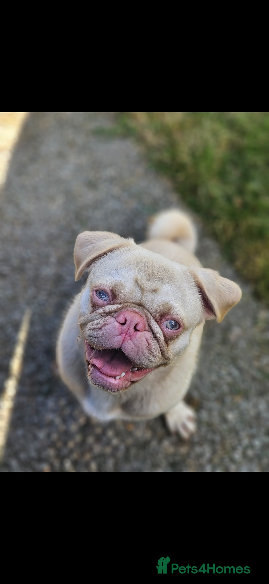 Pug dogs for stud: Pink kc reg stud - Image 1