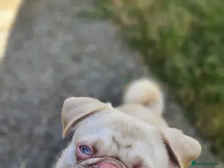 Pug dogs Pink kc reg stud - Advert 2