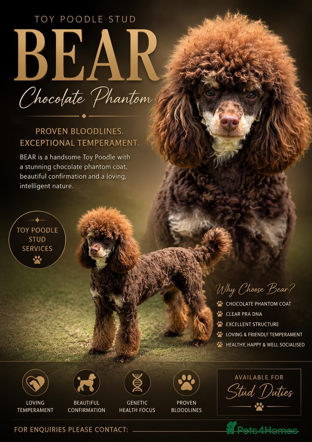 Toy Poodle dogs Chocolate Phantom KC Toy Poodle STUD - Advert 1