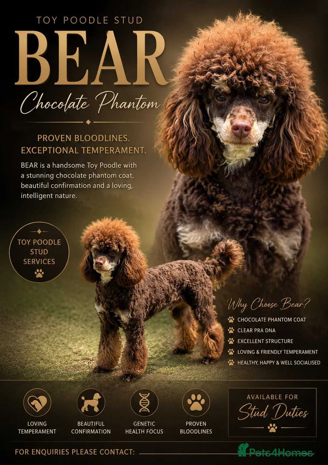 Toy Poodle dogs for stud: Chocolate Phantom KC Toy Poodle STUD - Advert 2