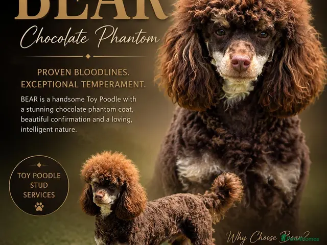 Toy Poodle dogs for stud: Chocolate Phantom KC Toy Poodle STUD - Advert 1