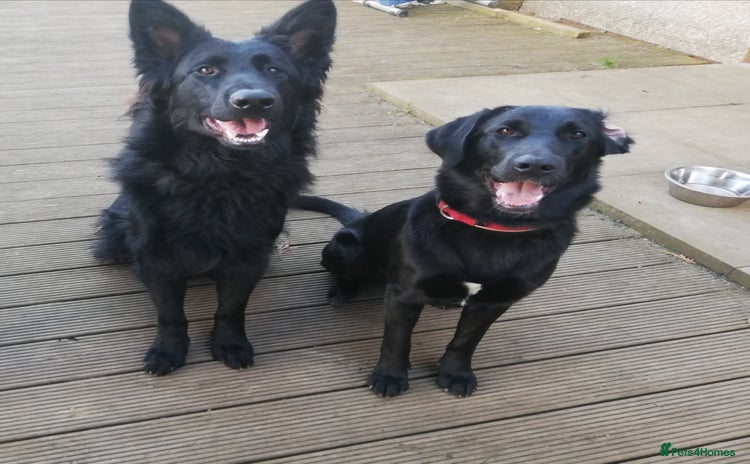 Mixed Breed dogs - Advert 3