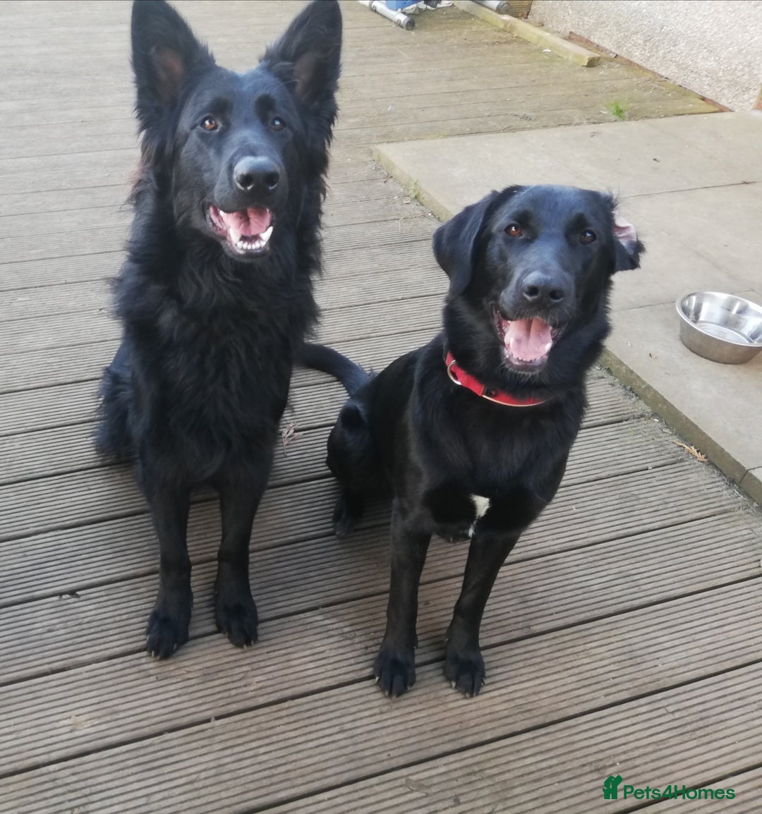 Mixed Breed dogs for sale: Stunning Black German Shepherd X litter Due 10/25 - Image 1