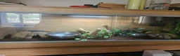 Python Snake reptiles for sale: Male hypo pastel royal python in Thetford - Advert 1