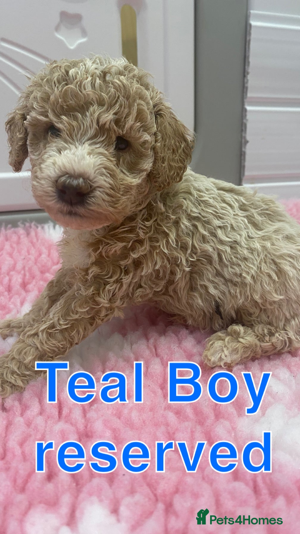 Labradoodle dogs Multi- Generation Toy/Mini parti Labradoodles   - Advert 1