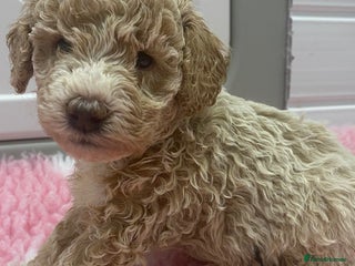 Labradoodle dogs Multi- Generation Toy/Mini parti Labradoodles - Advert 1