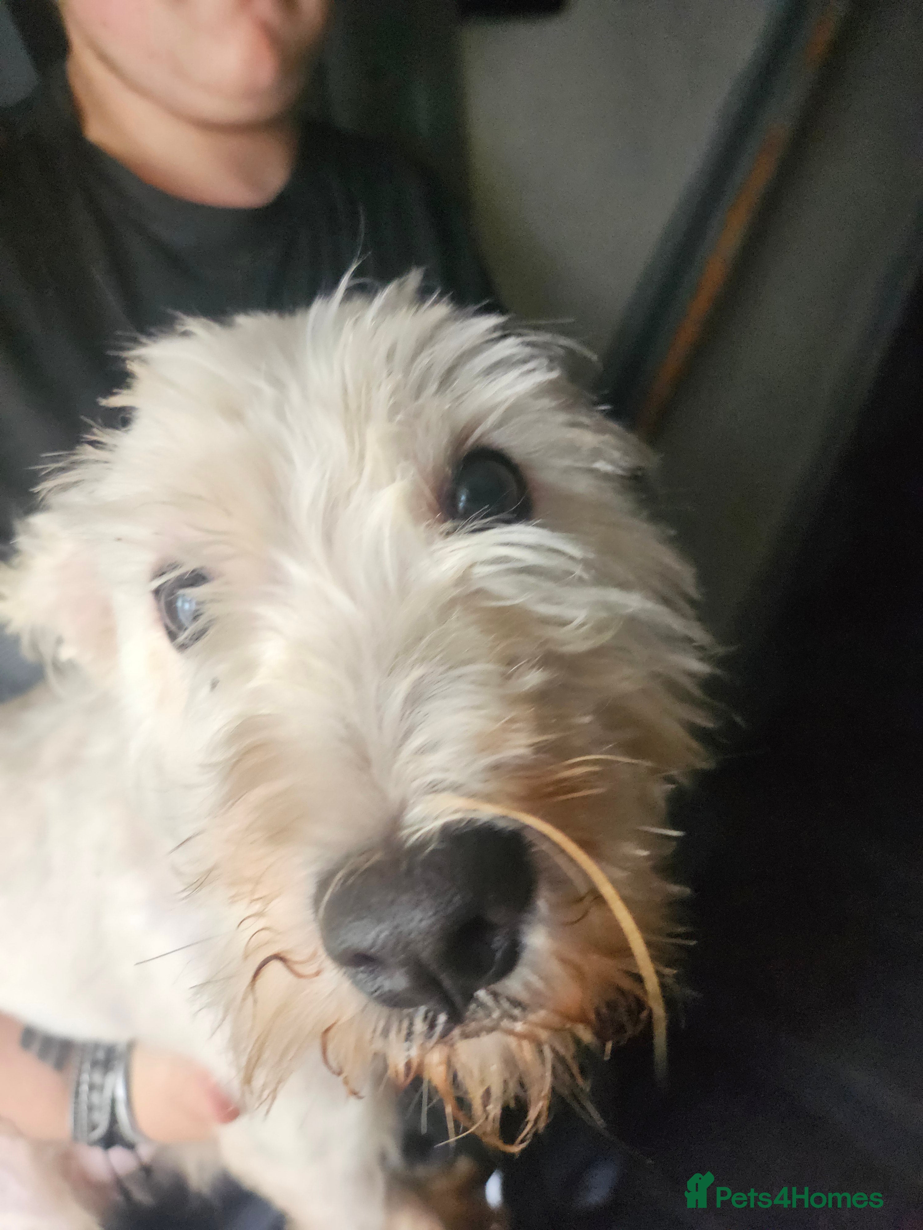 West Highland Terrier dogs Scruff - Advert 1