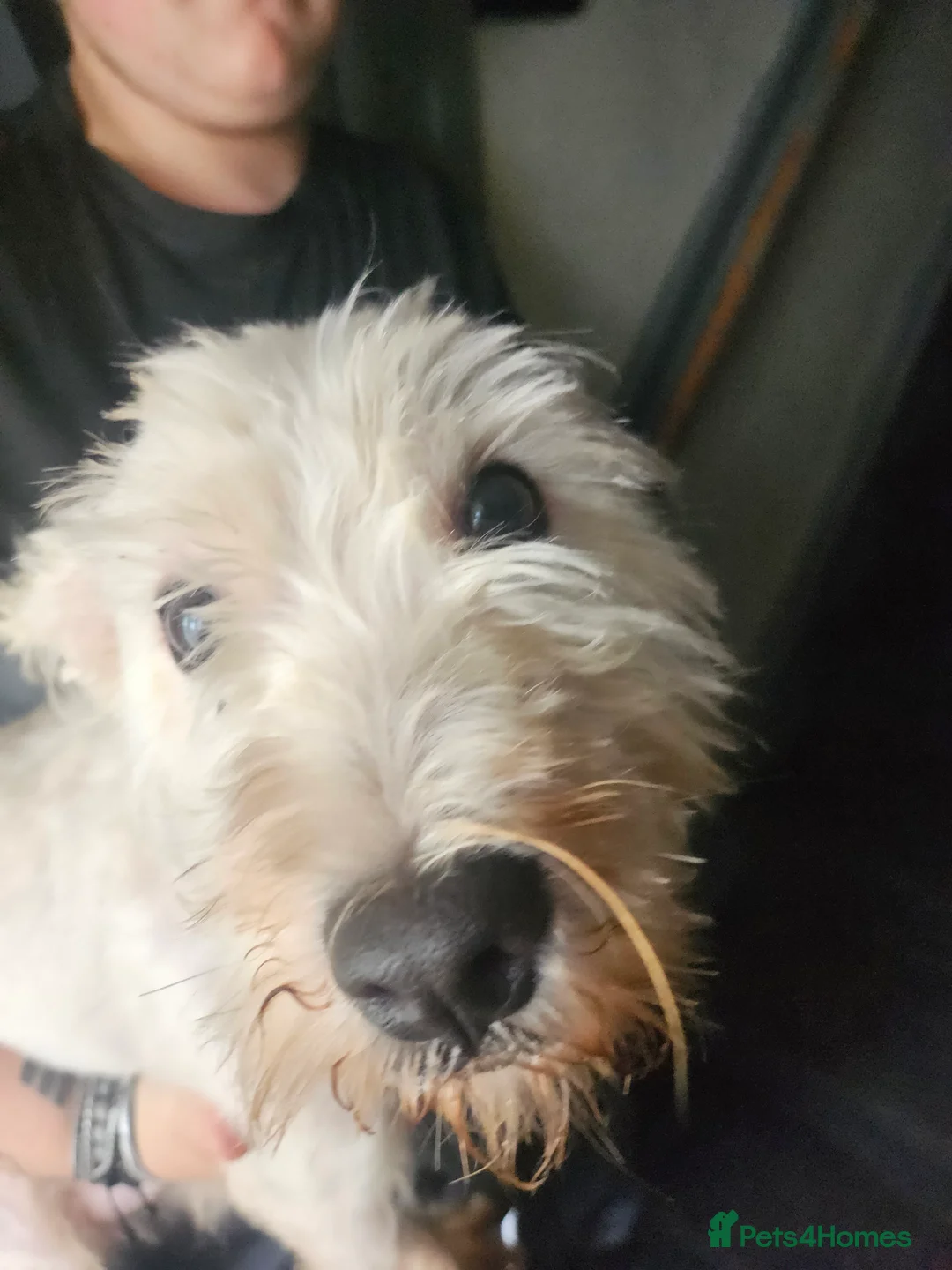 West Highland Terrier dogs for sale: Scruff - Advert 1