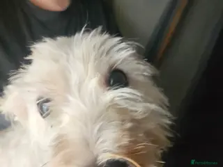 West Highland Terrier dogs Scruff - Advert 1