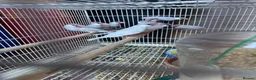 Cockatiels birds for sale: Java Sparrow and Zebra for sale - Advert 4