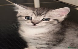 British Shorthair cats for sale: Male kitten - Image 3