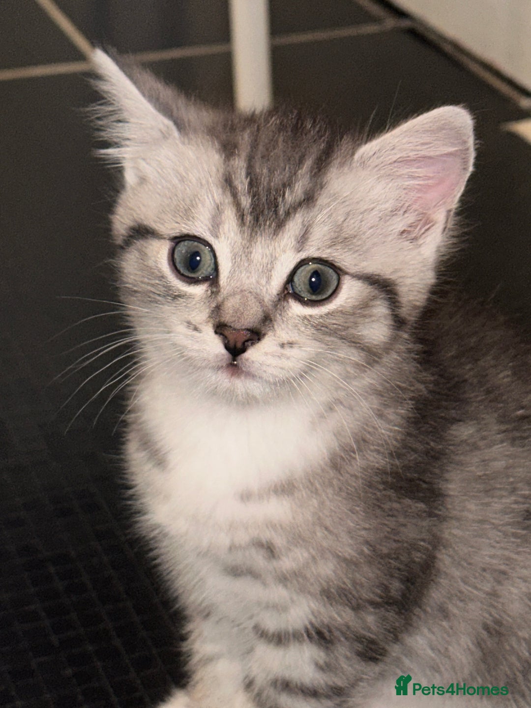 British Shorthair cats for sale: Male kitten - Image 3