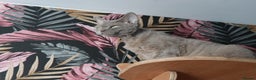 Devon Rex cats for sale: Devon Rex beautiful and healthy girl 2 years old  - Advert 1
