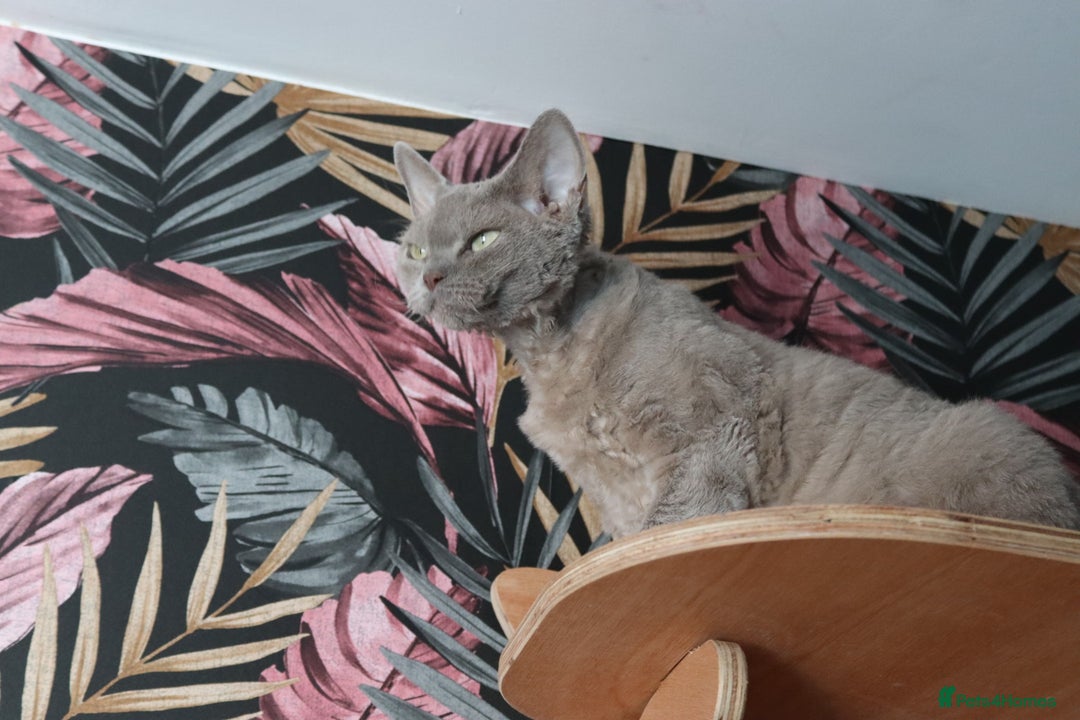 Devon Rex cats for sale: Devon Rex beautiful and healthy girl 2 years old  - Advert 1
