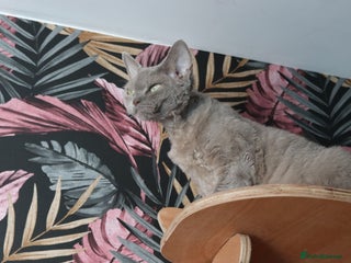 Devon Rex cats Devon Rex beautiful and healthy girl 2 years old - Advert 1