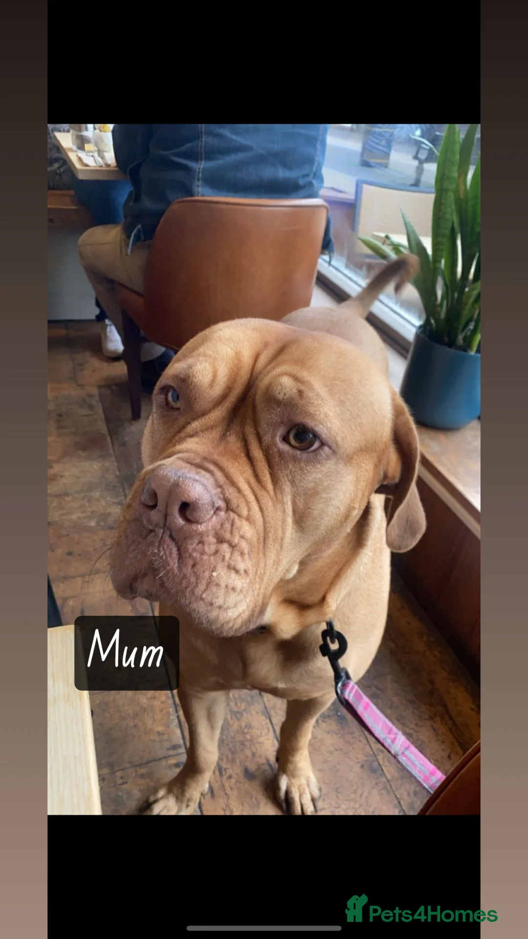 Dogue De Bordeaux dogs for sale: CHAMPION BLOODLINE chunky Dogue de Bordeaux Pup - Advert 15