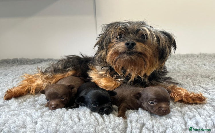 Chorkie dogs - Advert 1