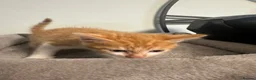 Mixed Breed cats for sale: 2 Beige and 2 Ginger kittens  - Advert 7