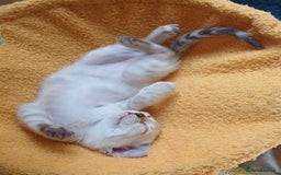 Bengal cats for sale: TICA Family-raised Bengal Kittens Vet Checked - Image 18