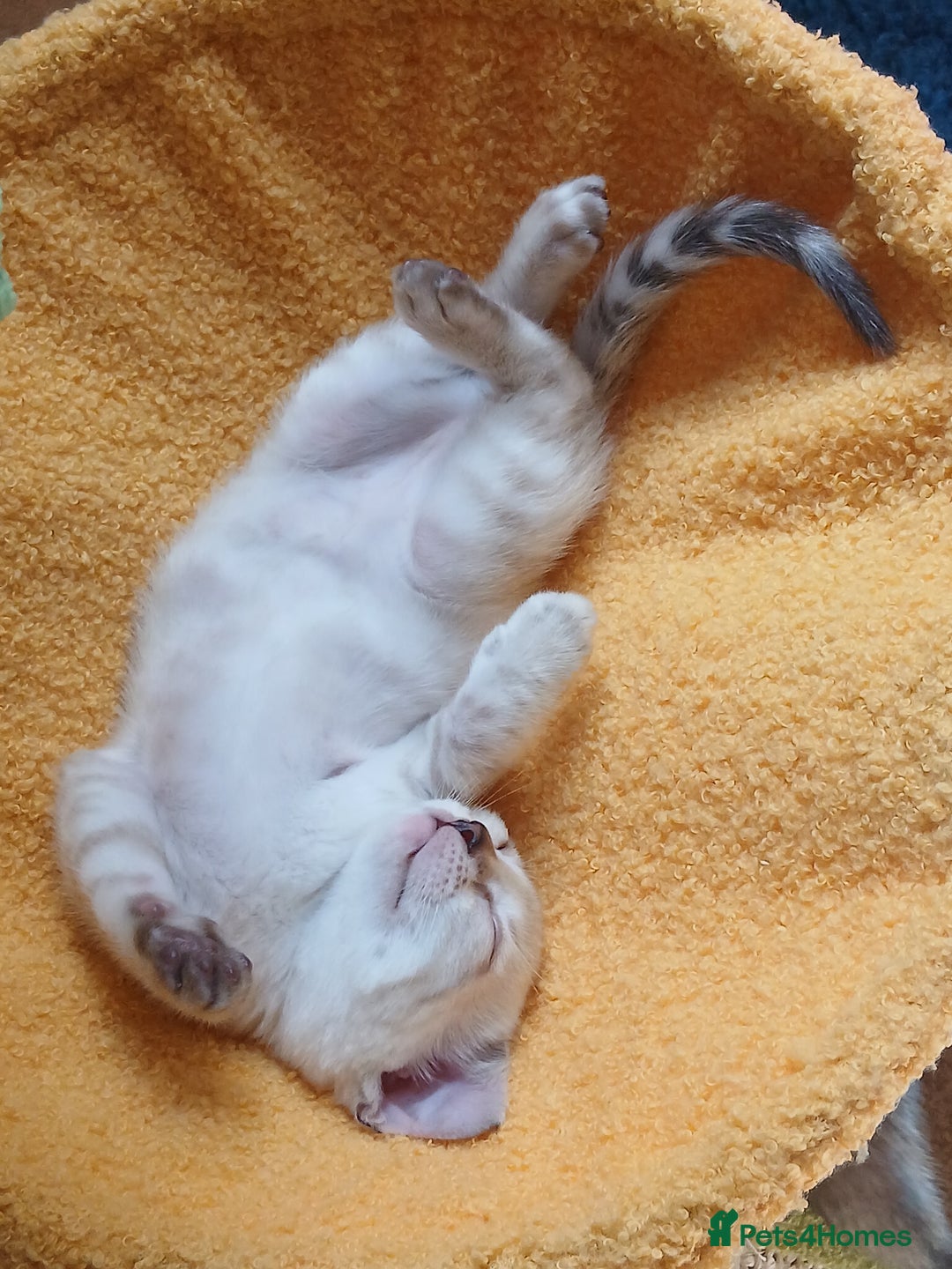Bengal cats for sale: TICA Family-raised Bengal Kittens Vet Checked - Image 18