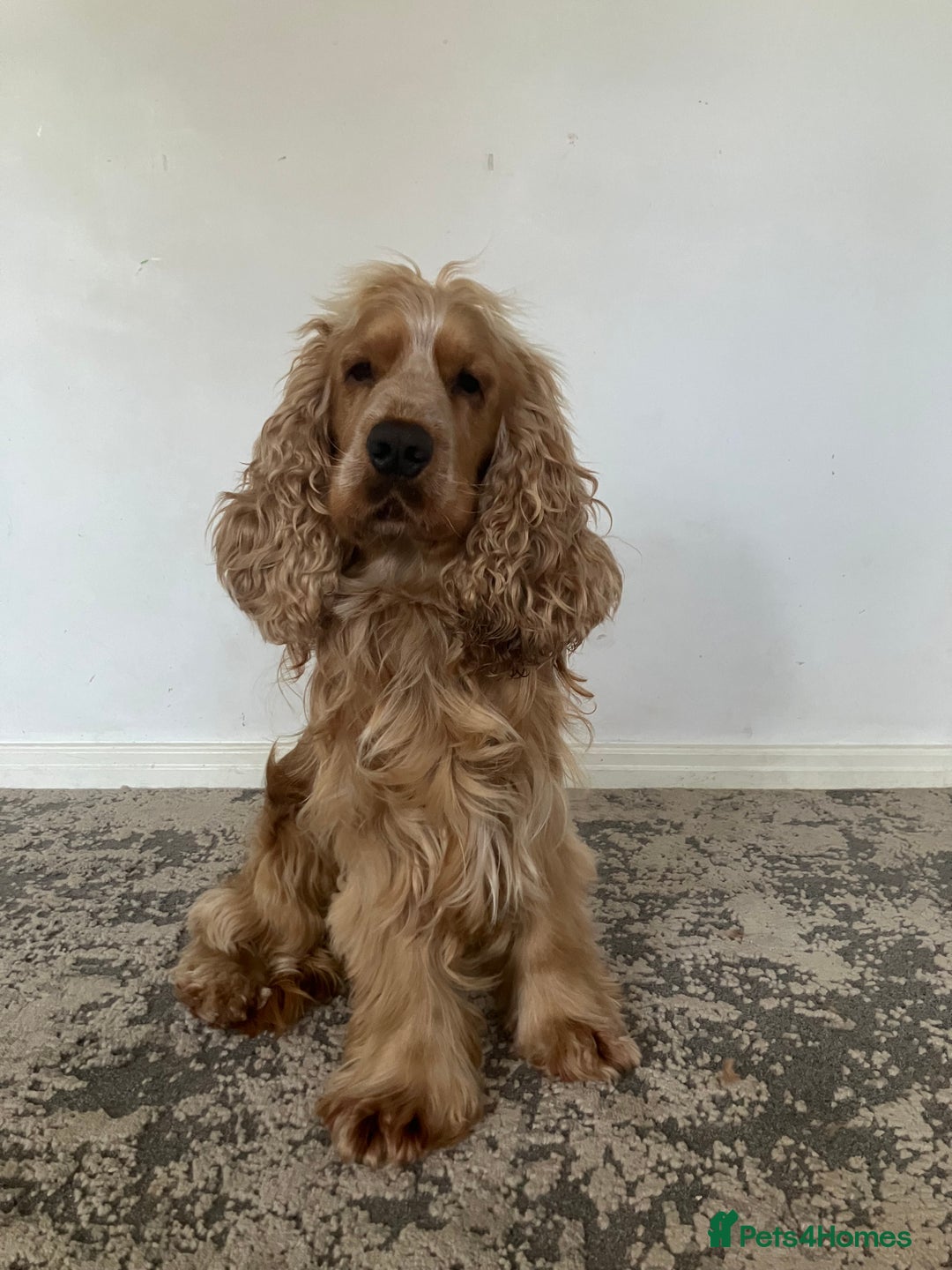 Cocker Spaniel dogs for sale: Beautiful cocker spaniel  - Advert 1