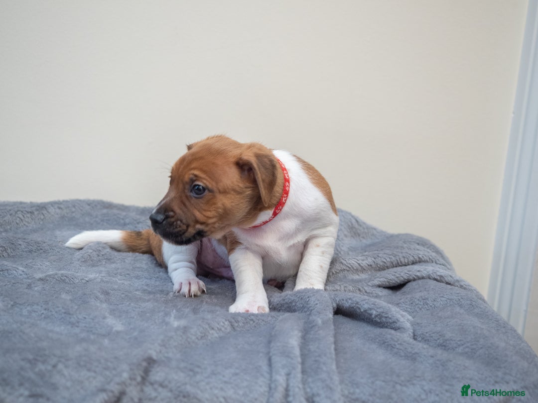 Plummer Terrier dogs for sale: Lovely Plummer Pupps - Advert 20