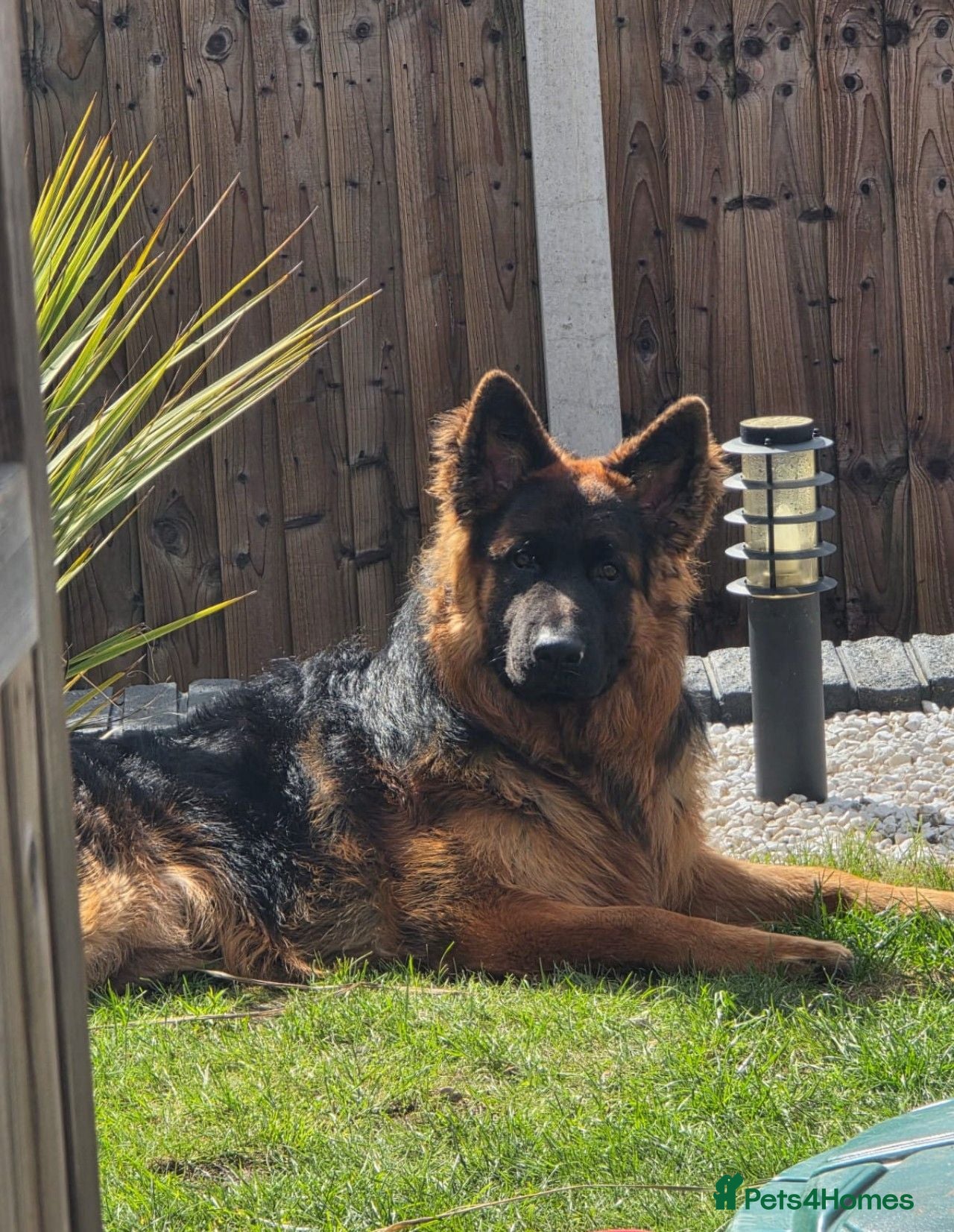 German Shepherd dogs German Shepherd, 11 Months – Loving Home Needed - Advert 14